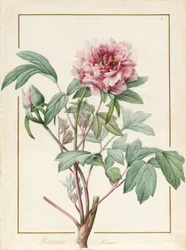 Paeonia Montan
